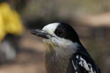 6_Melanerpes_cactorum.JPG