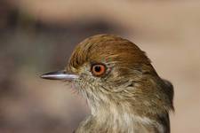 7_Knipolegus_striaticeps.JPG